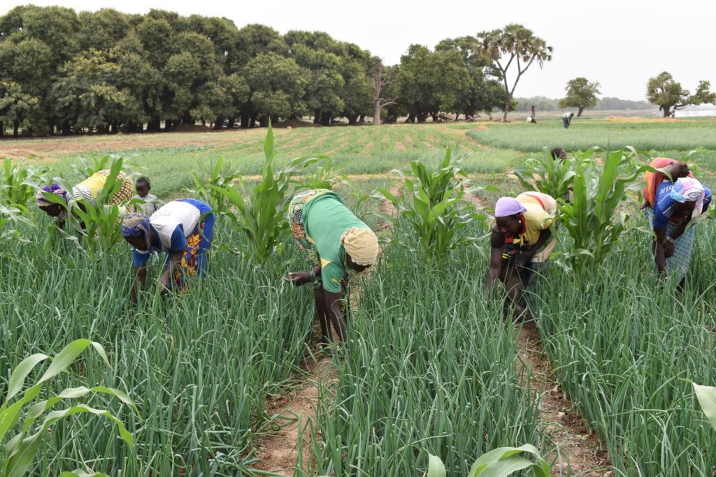 African farmers working in field with onions and corn